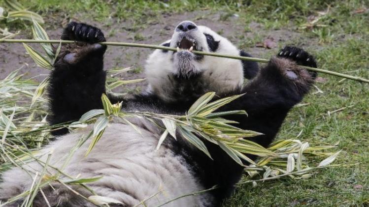 panda